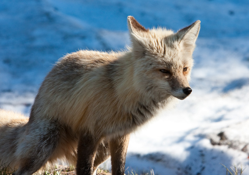 Red Fox